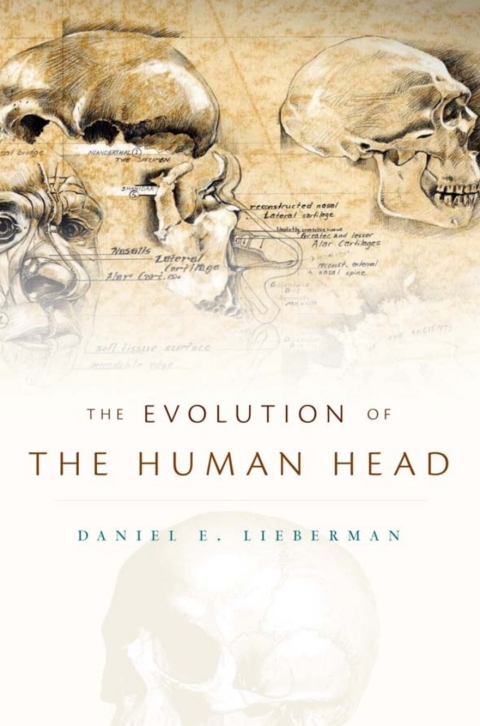Cover image for book The Evolution of the Human Head