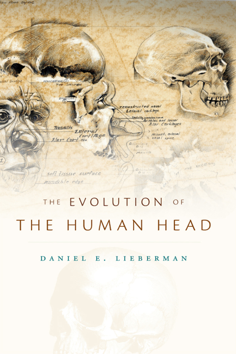 Cover image for book The Evolution of the Human Head