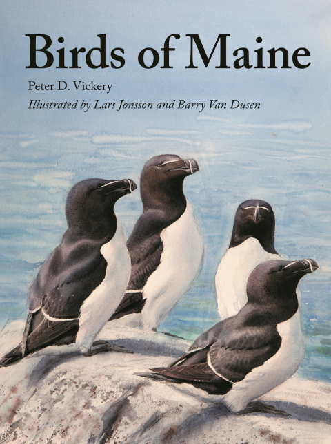 Birds of Maine 