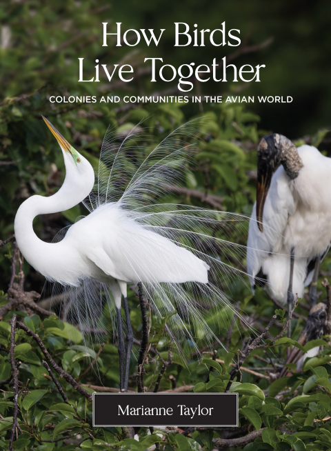 How Birds Live Together 