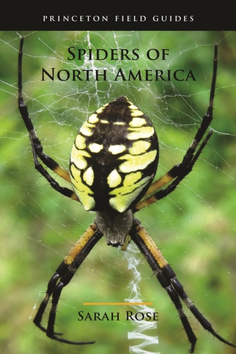 Spiders of North America 