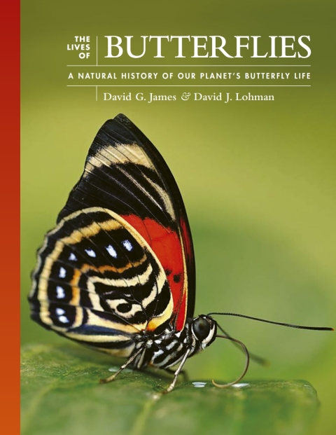 The Lives of Butterflies 