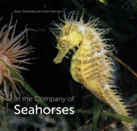 Cover image: In the Company of Seahorses 9780995567320