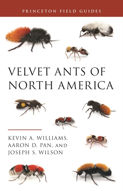 Velvet Ants of North America 