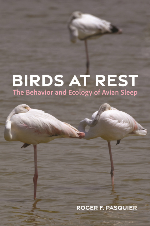 Birds at Rest 