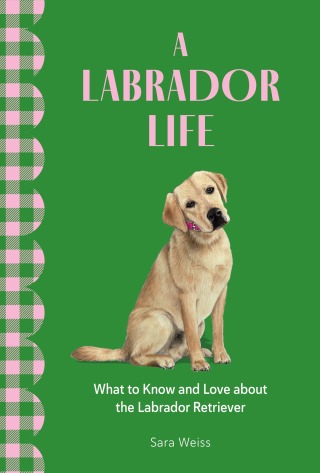 A Labrador Life