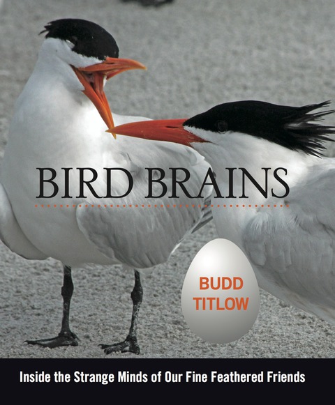 Cover image for book Bird Brains