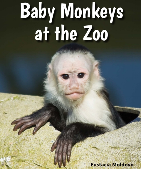 Cover image for book Baby Monkeys at the Zoo