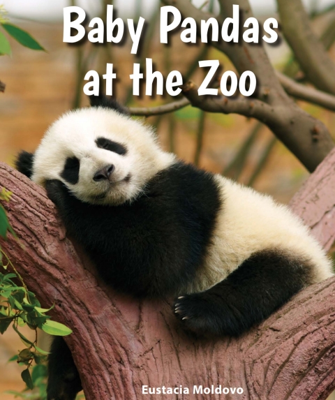 Cover image for book Baby Pandas at the Zoo