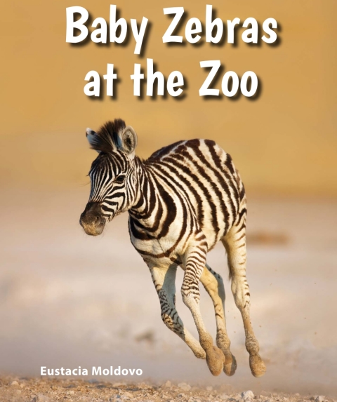 Cover image for book Baby Zebras at the Zoo