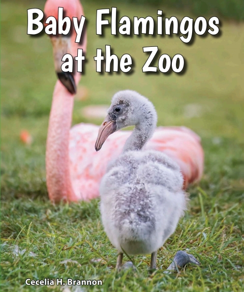 Cover image for book Baby Flamingos at the Zoo