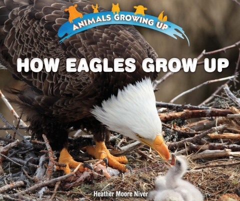 Cover image for book How Eagles Grow Up