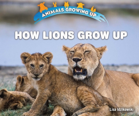 Cover image for book How Lions Grow Up