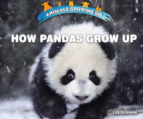 Cover image for book How Pandas Grow Up