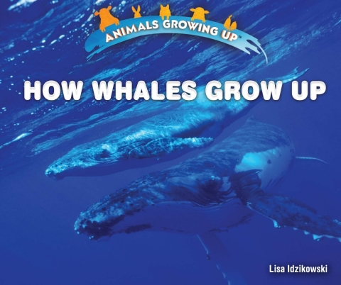 Cover image for book How Whales Grow Up