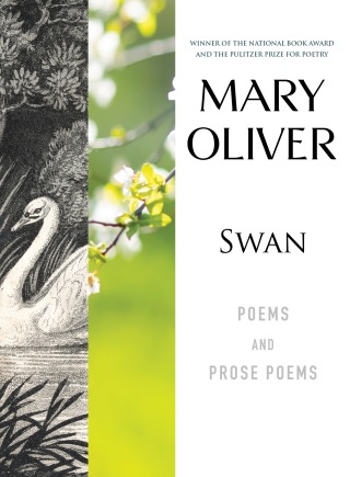 Swan