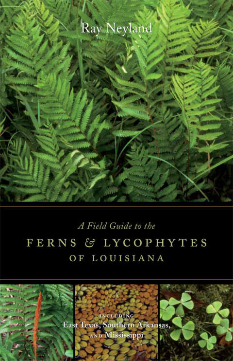 Cover image for book A Field Guide to the Ferns and Lycophytes of Louisiana