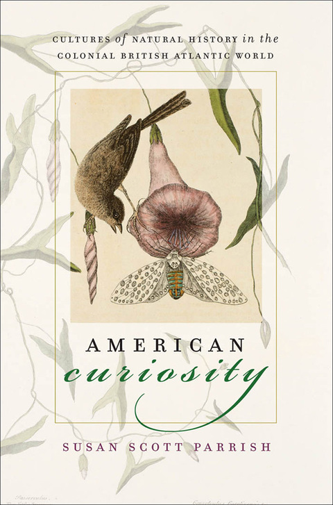 Cover image for book American Curiosity