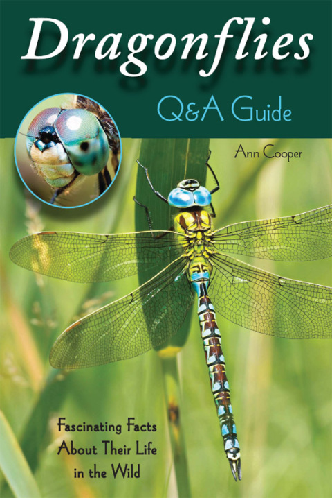 Cover image for book Dragonflies: Q&A Guide