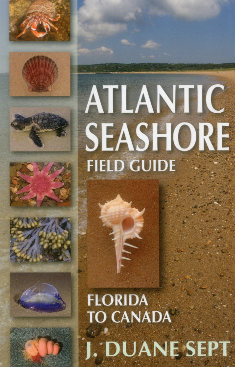 Cover image for book Atlantic Seashore Field Guide