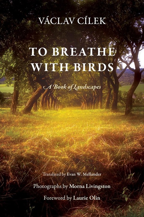 Cover image for book To Breathe with Birds