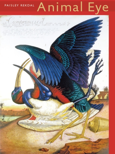 Cover image for book Animal Eye