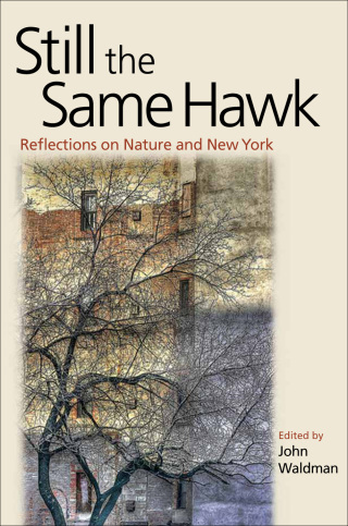 Still the Same Hawk