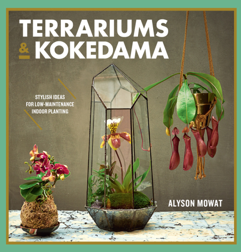 Cover image for book Terrariums & Kokedama