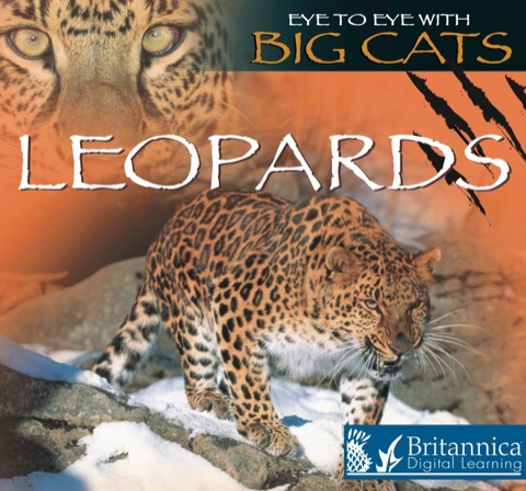 Cover image for book Leopards