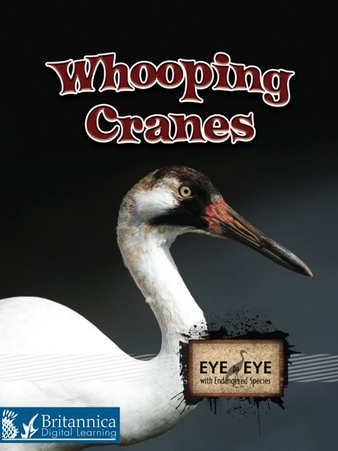 Cover image for book Whooping Cranes