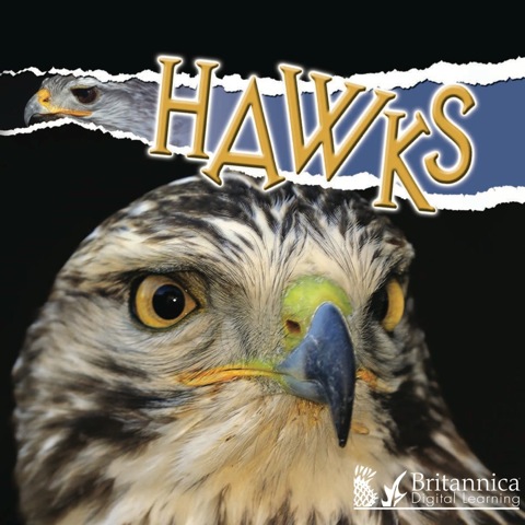 Cover image for book Hawks