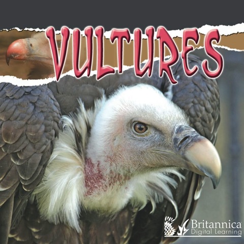 Cover image for book Vultures