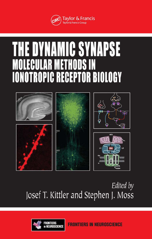 The Dynamic Synapse