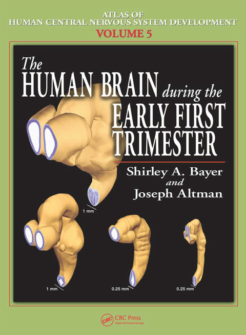 Cover image for book The Human Brain During the Early First Trimester