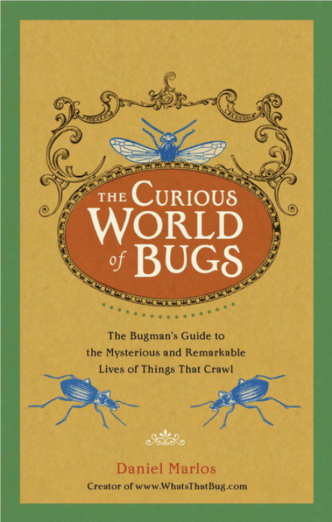 Cover image for book The Curious World of Bugs