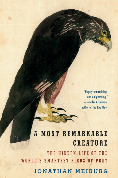 Cover image for book A Most Remarkable Creature