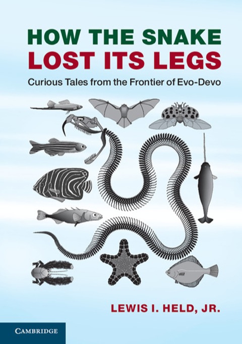 Cover image for book How the Snake Lost its Legs