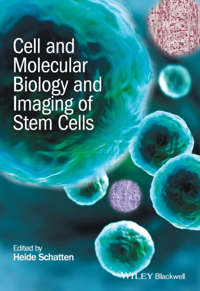 Cell and Molecular Biology and Imaging of Stem Cells
