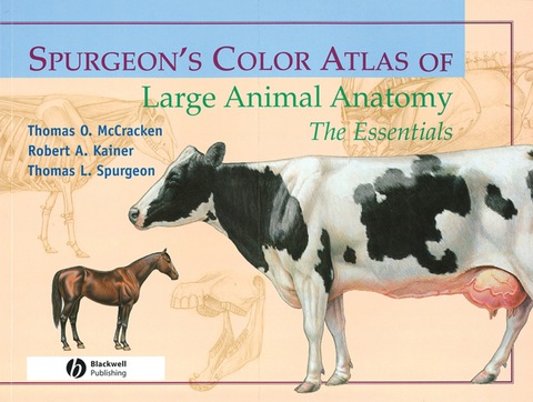 Cover image for book Spurgeon's Color Atlas of Large Animal Anatomy: The Essentials