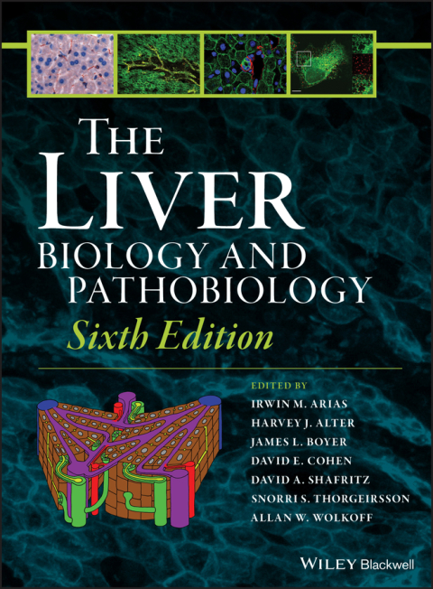 The Liver 