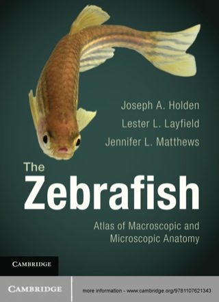 The Zebrafish