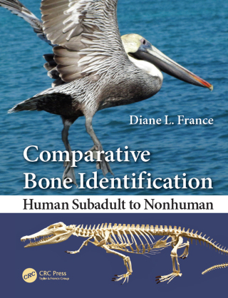 Comparative Bone Identification
