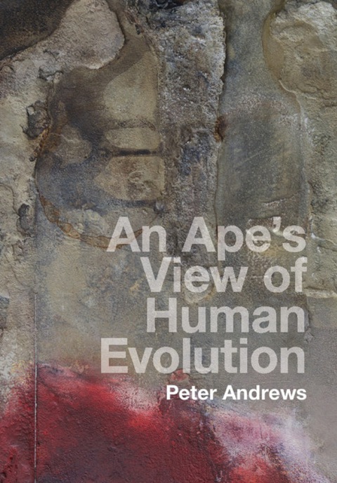 An Ape's View of Human Evolution 