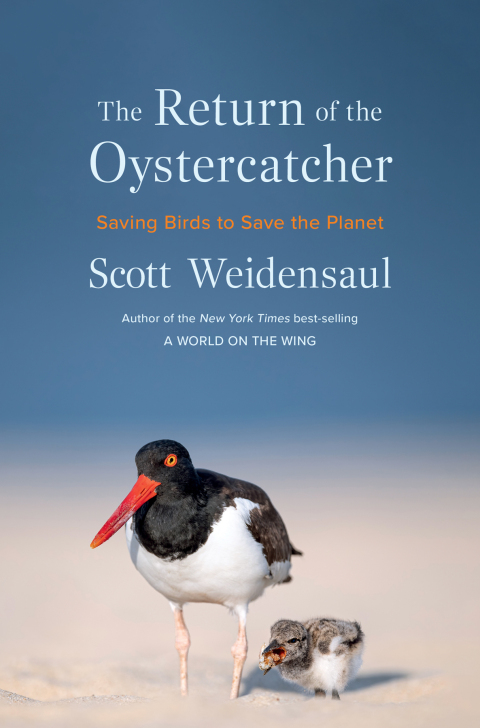 Cover image for book The Return of the Oystercatcher