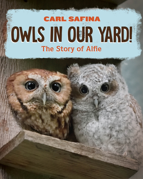 Cover image for book Owls in Our Yard!: The Story of Alfie