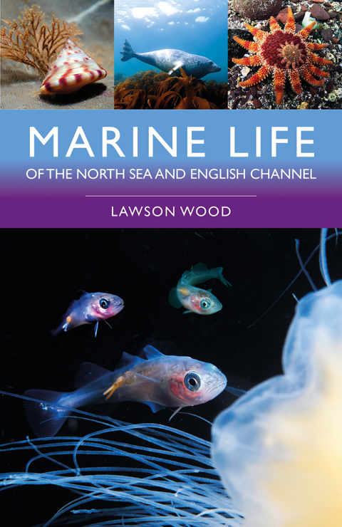 Marine Life of the North Sea and English Channel 
