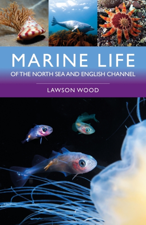 Marine Life of the North Sea and English Channel 