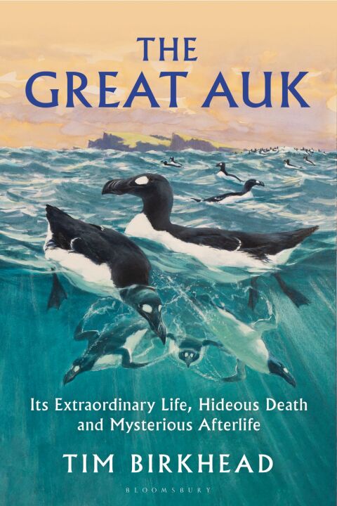 The Great Auk 