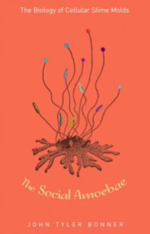 Cover image for book The Social Amoebae