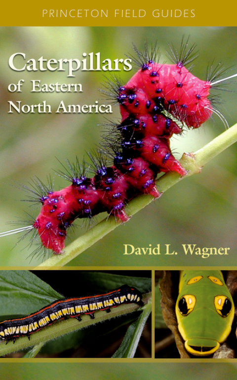 Cover image for book Caterpillars of Eastern North America
